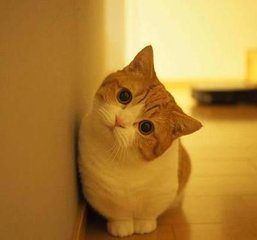 usdt钱包安卓版下载钱包